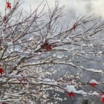 COME PROTEGGERE LE PIANTE DAL FREDDO: COPERTURA E ISOLAMENTO